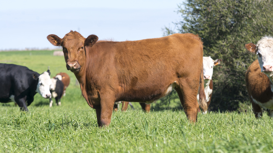 cow with ear tag