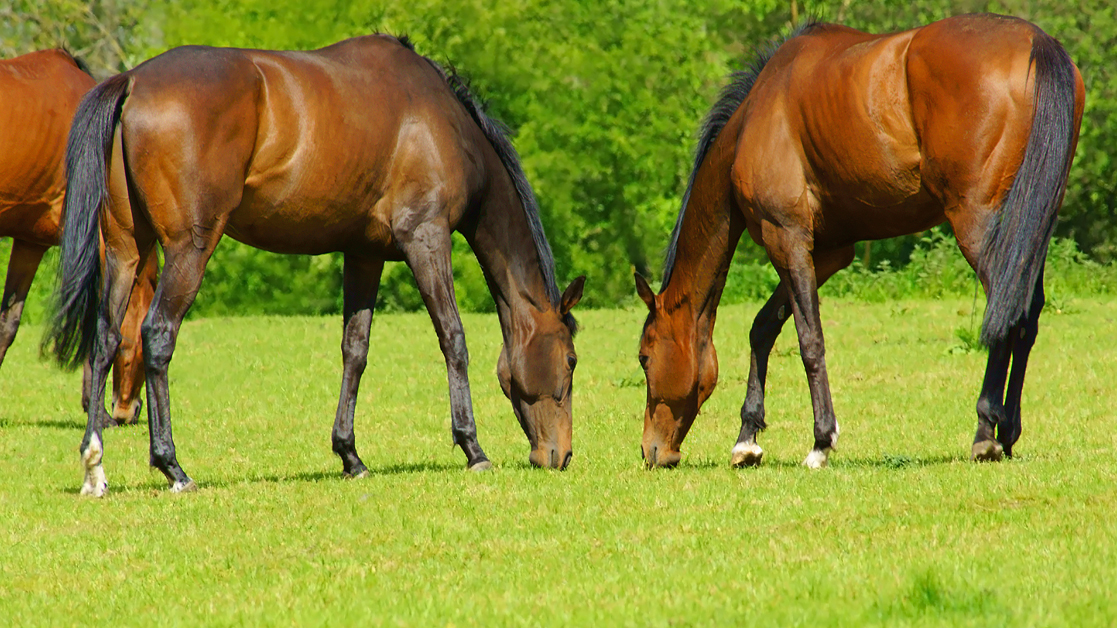 grazing horses