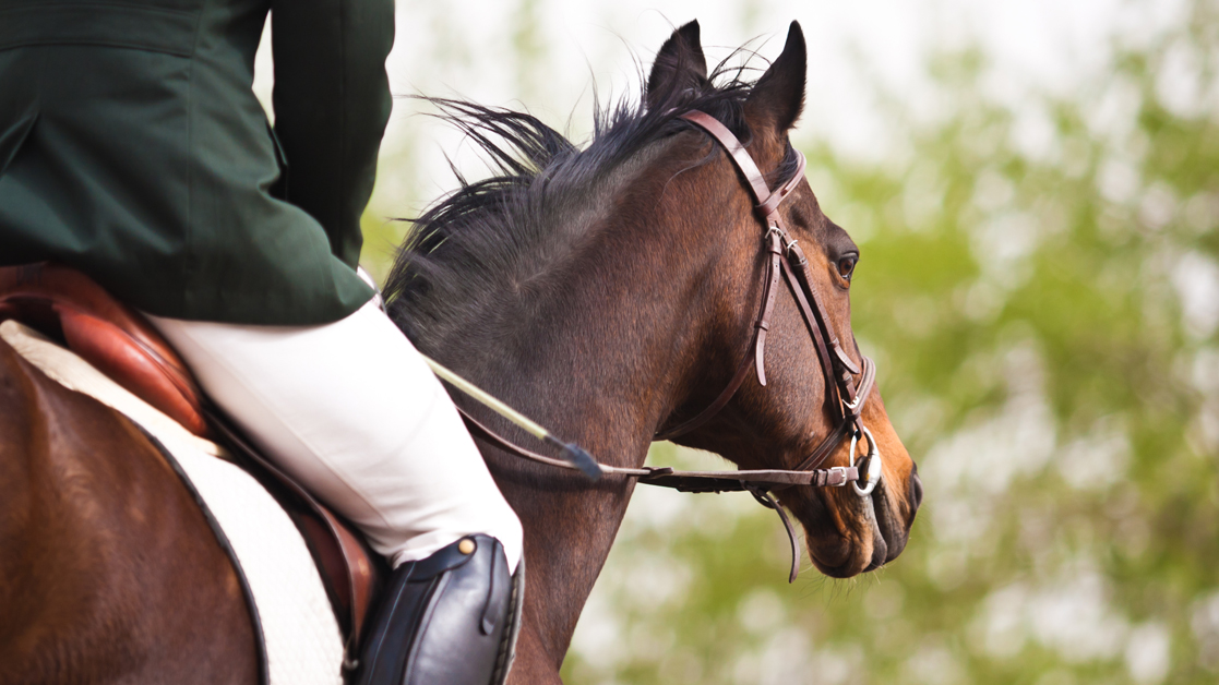horse and rider side view