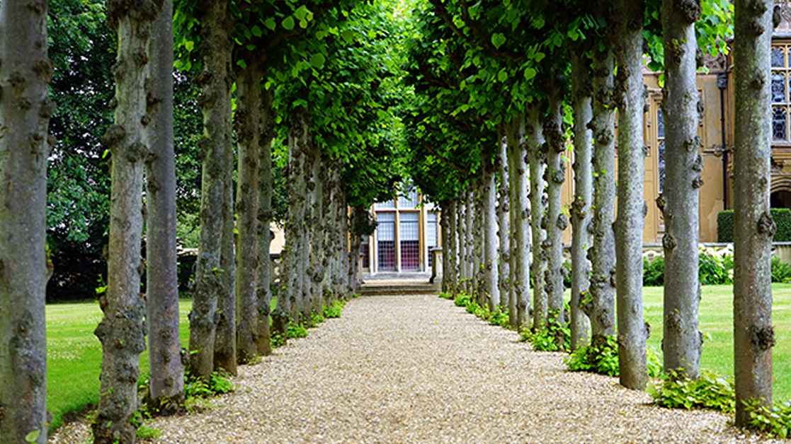 Tree lined path on a manicured lawn, leading to a building entrance