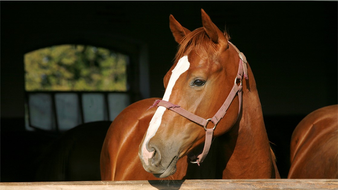 Horse in stables image - equine blog image