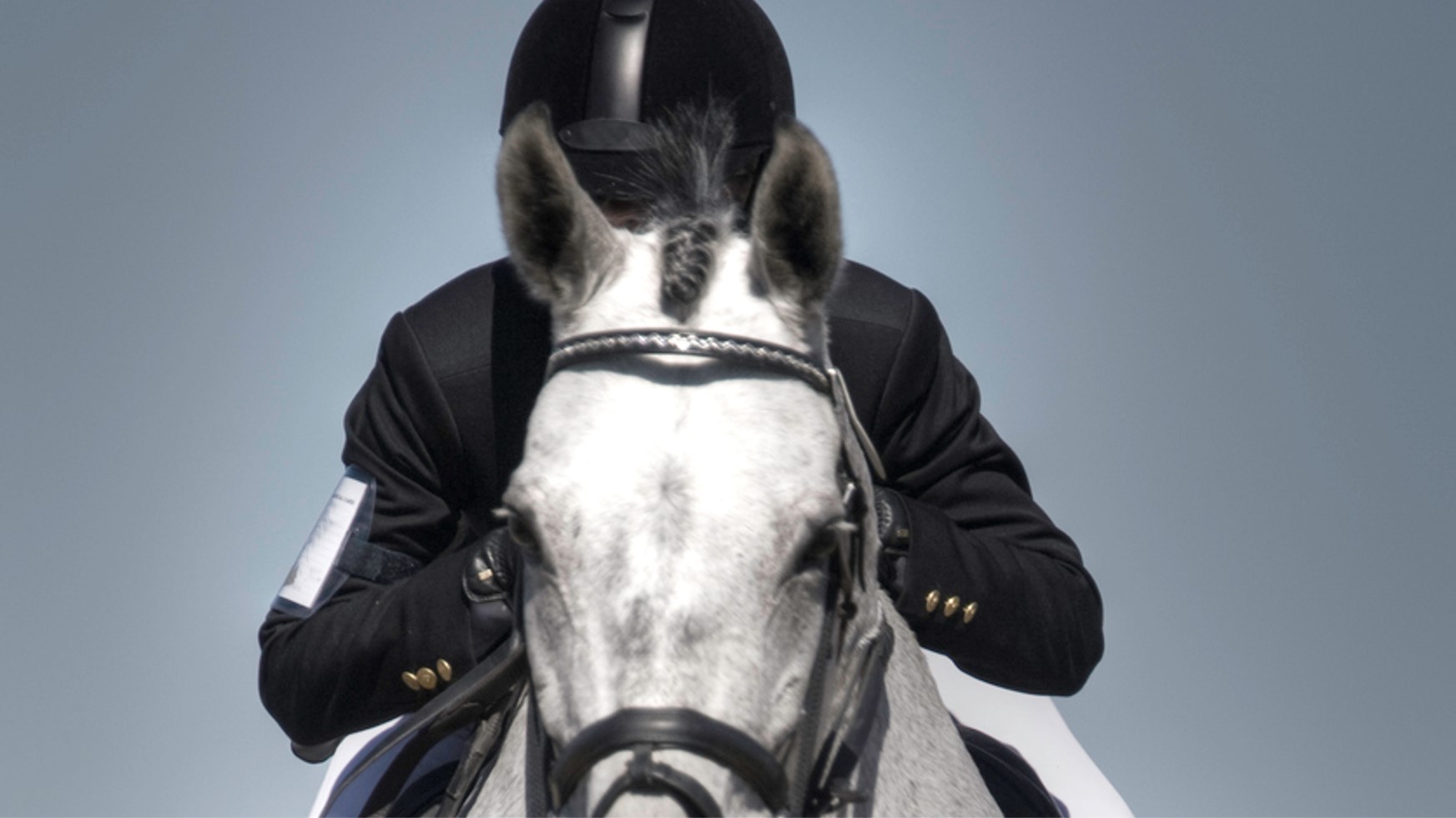 Equestrian jumper on white horse 