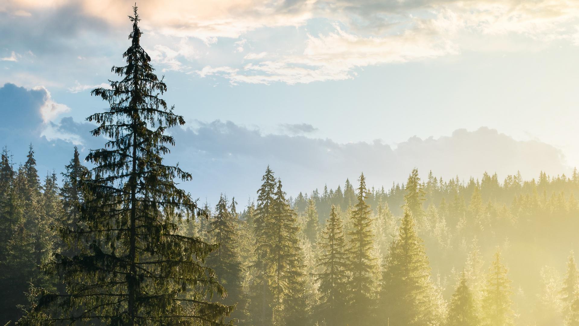 Spruce forest
