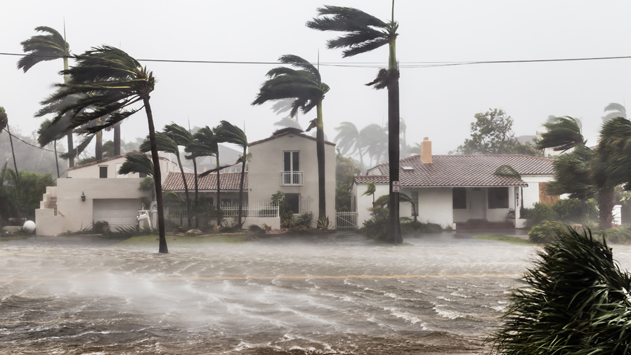 street and palm trees blowing in wind