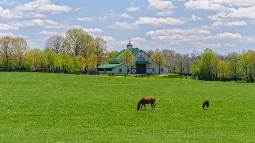 horses in paddock